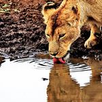 Lion drinking
